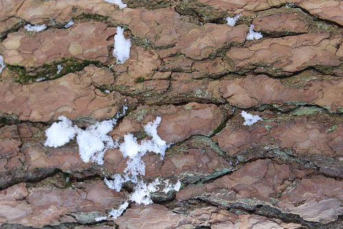 Structures en troncs d'arbres n° 01