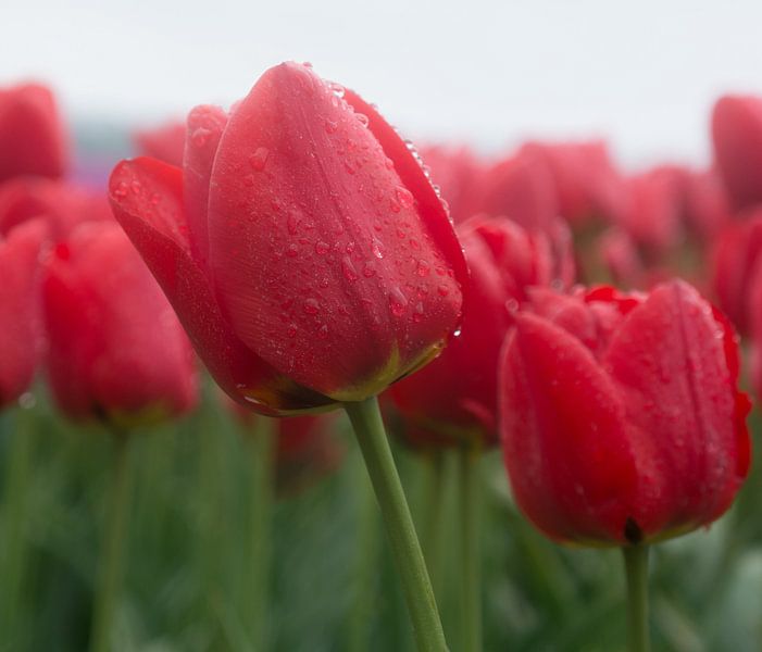 Tulpenveld op een regenachtige dag by Michel Knikker