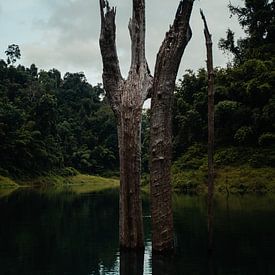 Dode bomen in het stuwmeer in Khao Sok, Thailand van Nathanael Denzel Allen