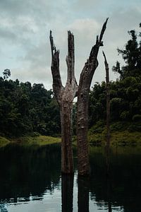 Abgestorbene Bäume im Stausee von Khao Sok, Thailand von Nathanael Denzel Allen