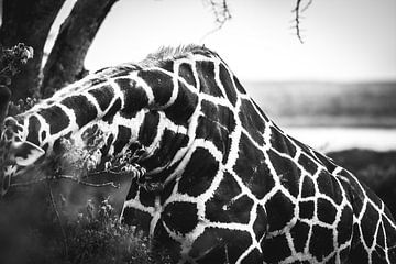 Giraffe / Afrikaans dier / Abstracte zwart-wit beeld / Natuurfotografie / Oeganda van Jikke Patist