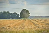 "eenzame boom in een lijnenspel"