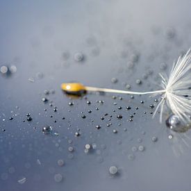 Het pluisje van Amanda van den Berg / Fotografie Amanda