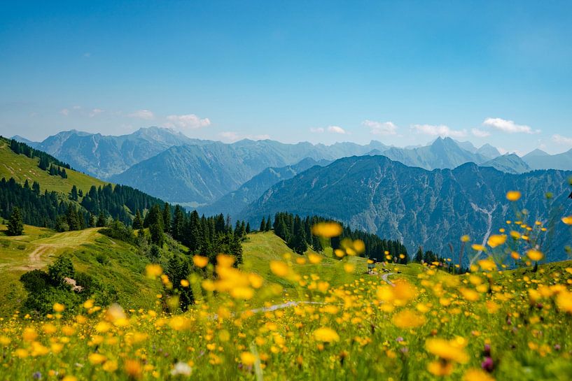 Blumiger Ausblick auf die Allgäuer Alpen vom Fellhorn von Leo Schindzielorz