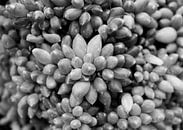 Vetplant in zwart-wit van Anne van de Beek thumbnail