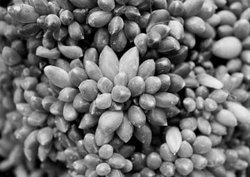 Succulent plant in black and white