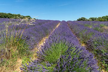 Fantastische Lavendelvelden in Frankrijk van Marly De Kok