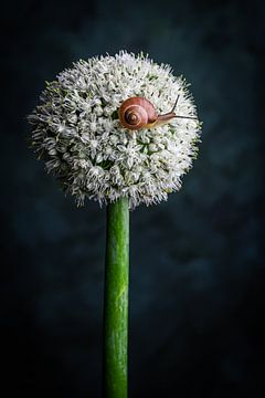 Still life Onion flower with snail by Clazien Boot