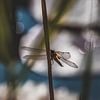 Libelle sur Diane van Veen