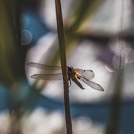 Dragonfly by Diane van Veen