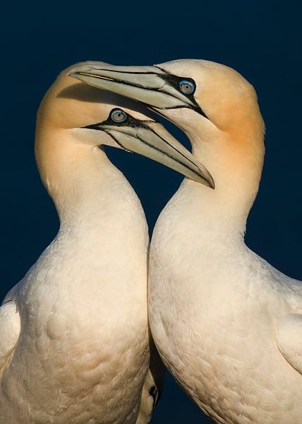 Basstölpel Koppel von Elles Rijsdijk