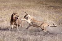 Fighting lions in the Serengeti, Tanzania