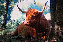Scottish Highlander cow resting against a tree