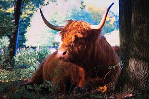Schottische Highlander-Kuh, die sich an einem Baum ausruht