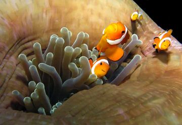 Anemonefish van Benno Neeleman