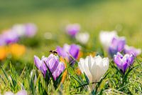 Spring