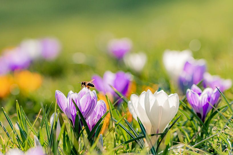 Spring by Tiny Dekker