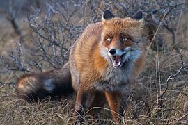 Fuchs im niederländischen Dünengebiet von Dirk-Jan Steehouwer