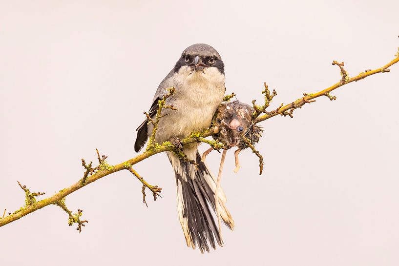 Hooded shrike, Lanius excubitor by Gert Hilbink