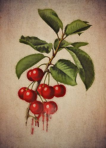 Kersen - Antieke tekening van kersen