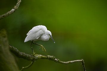 Weldoordachte pasjes