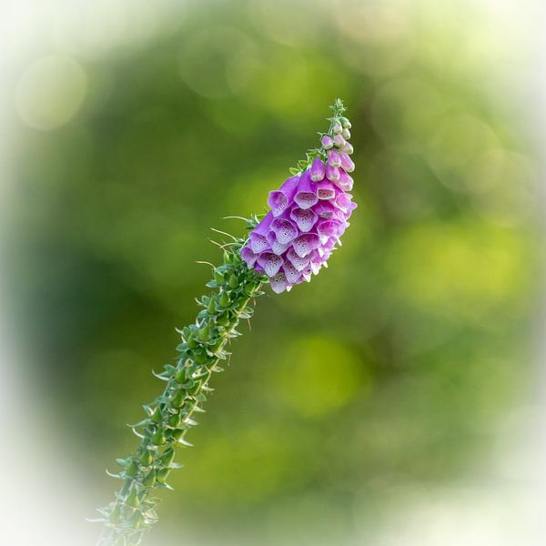 Roter Fingerhut von Uwe Ulrich Grün