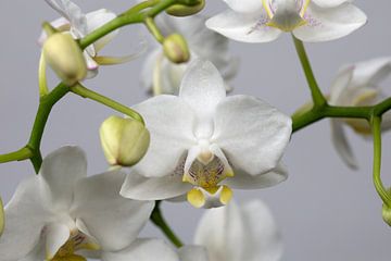 closeup of an orchid on a white background by W J Kok