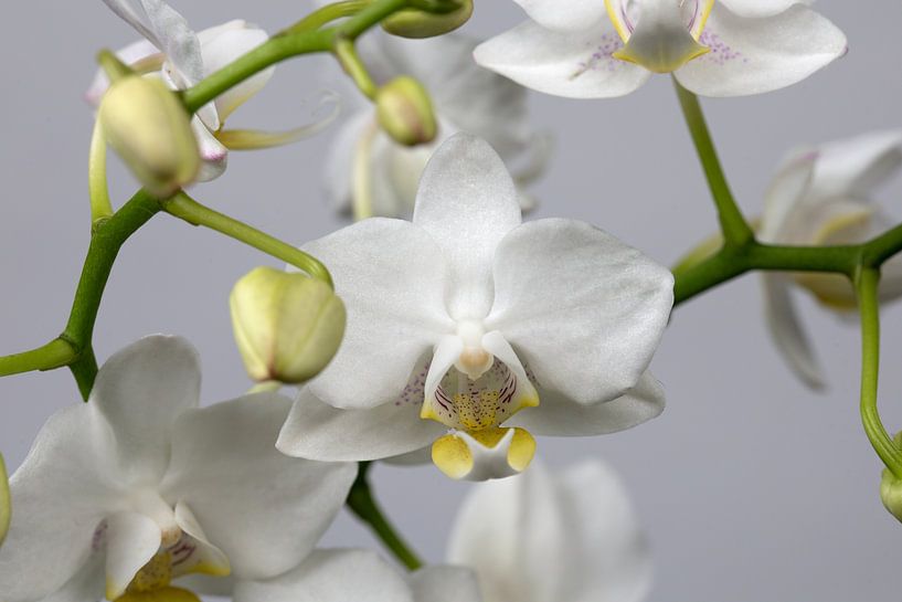 gros plan d'une orchidée sur un fond blanc par W J Kok