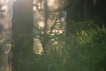 Morgensonne und Nebel im Wald mit Spinnenweben im warmen Licht von chamois huntress