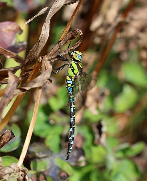 Blauwgroene mozaïekjuffer van Matthias Brix