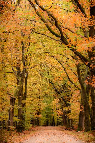 Pfad durch einen Buchenwald mit goldenen Blättern im Herbst von Sjoerd van der Wal Fotografie