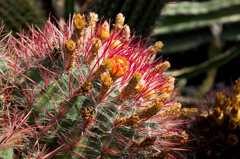 Cactus Close Up par King Photography