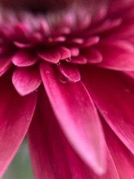 Roze macro bloem van Cinderella B