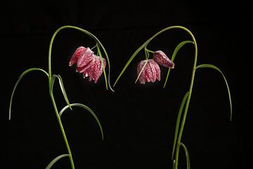 Kievitsbloemen / Blooming elegant snake’s head fritillary flowers on a black ba van Elles Rijsdijk