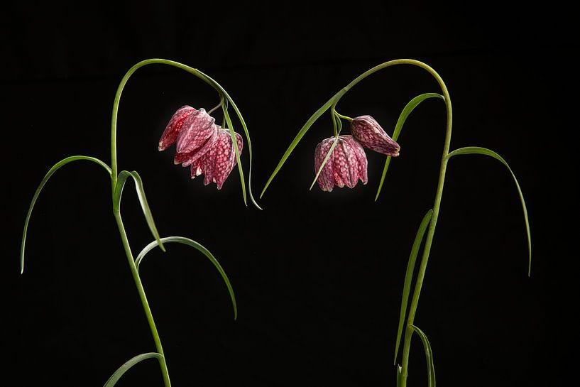 Kiebitzblüten / Blühende elegante Schlangenkopffalterblüten auf schwarzem Grund von Elles Rijsdijk