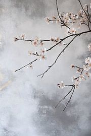 Kirschblüte auf grauem Hintergrund von Imperial Art House