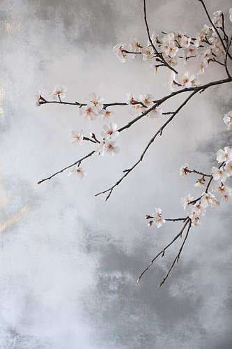 Cherry blossom on grey background
