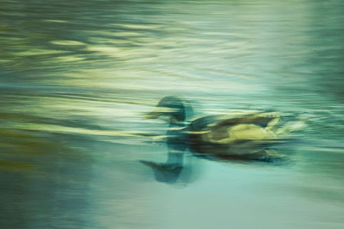 The spirit of the duck