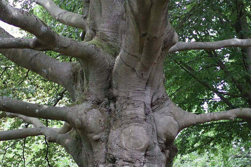 Baum mit Ästen von Monica de Roo-Peeters