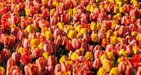 Mix van Tulpen von Alex Hiemstra Miniaturansicht
