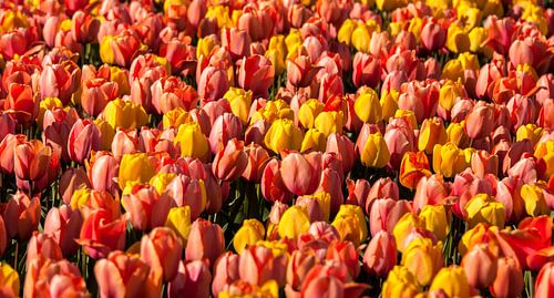 Mix van Tulpen