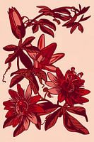 Passiflore