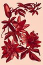 Passiebloem | Roze Rood | Illustratie | Retro van Jansje Kamphuis thumbnail
