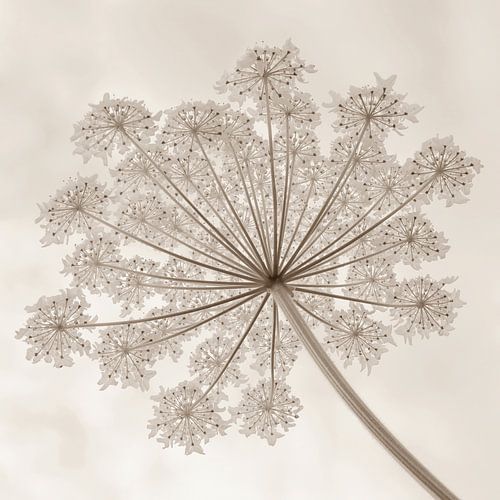 Garland of giant hogweed in sepia 2