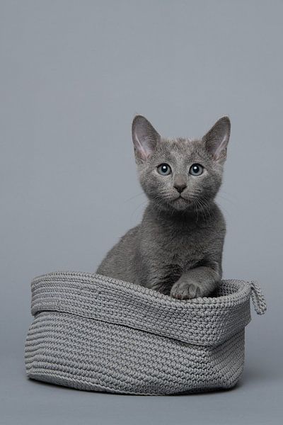 Cute grey Russian blue kitten in a grey basket on a grey backgro by Elles Rijsdijk