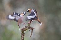 fighting apple finches by Ina Hendriks-Schaafsma thumbnail