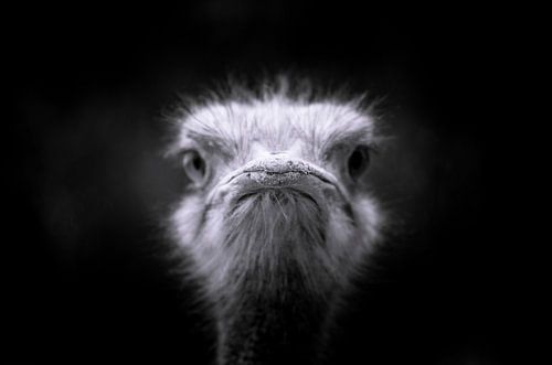 struisvogel close up van Eric van den Berg
