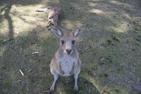 Een kangoeroe die zich afvraagt wat ik vast hou!