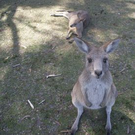 Een kangoeroe die zich afvraagt wat ik vast hou! van Ilias Achkaoukaou