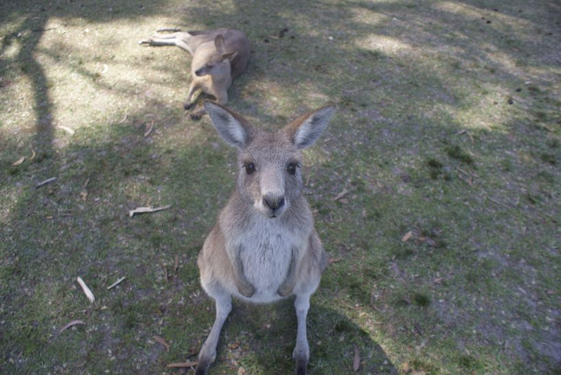 Een kangoeroe die zich afvraagt wat ik vast hou! by Ilias Achkaoukaou
